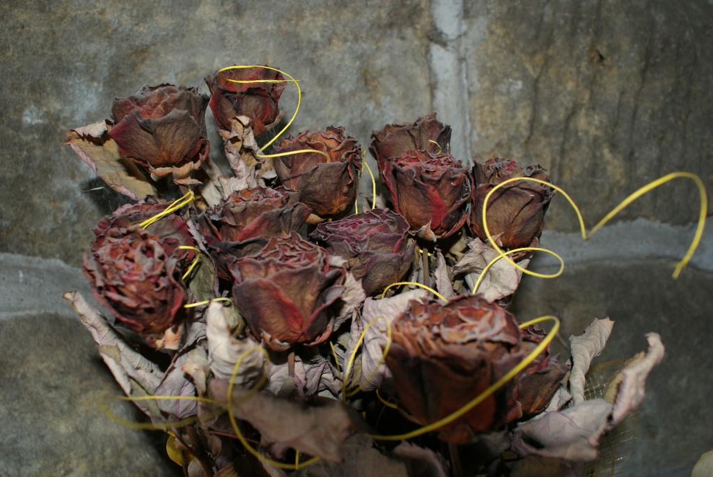 DSC03541