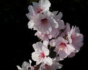 220px-almond_blossom.jpg
